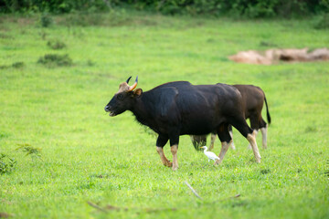 The wild gaur, roaming strong and free in its natural kingdom