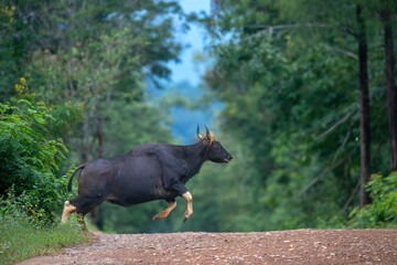 The wild gaur, roaming strong and free in its natural kingdom