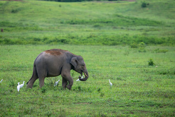 Obraz premium The Asian elephant thrives in the wild, surrounded by an abundance of natural food