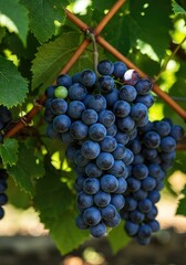 Fototapeta premium Heavy clusters of ripe purple grapes hanging from a sturdy vine, illuminated by bright sunlight, symbolizing abundance and a successful harvest season ,lush ,maturity ,juicy