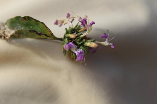 Hedeoma drummondii or false pennyroyal having stamens and anthers