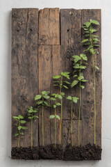 Sustainable growth chart