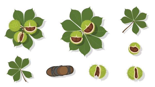A vibrant collection of horse chestnut botanical elements including spiky burrs, shiny nuts, and