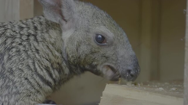 Baby animal with wet fur nibbling on a wooden surface