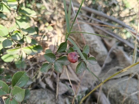 Maytenus Senegalensis or arto negro wild plant