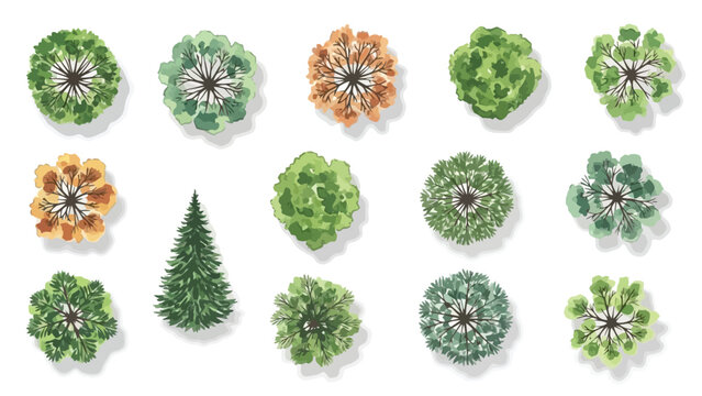Artistic watercolor illustration of various deciduous and coniferous trees from a top-down