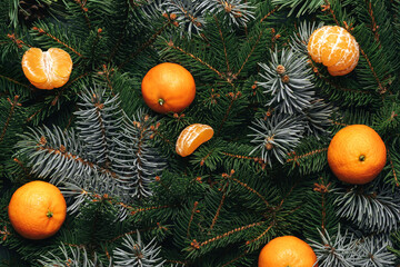 Green fir branches background with tangerines for Merry Christmas and Happy New Year. Xmas and Winter holidays. Christmas background, close up, top view
