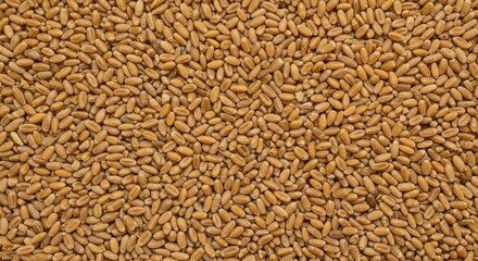 A detailed, rustic texture of golden wheat kernels scattered evenly across a surface, creating an ideal organic and natural agricultural backdrop ,dried foodstuff ,yellow ,natural