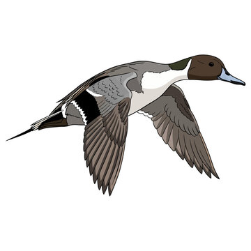 pintail duck hunting illustration logo vector image t shirt