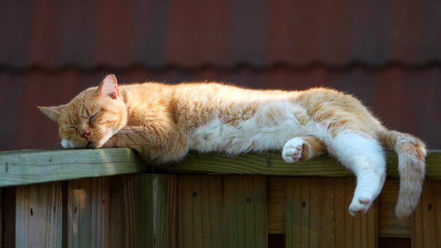Cat Kitten. Ginger cat sleeping on wooden fence in warm sunlight. Relaxed domestic pet resting outdoors, peaceful feline lying comfortably on wood surface, cozy summer atmosphere. Cute animal behavior