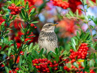 ピラカンサとツグミ