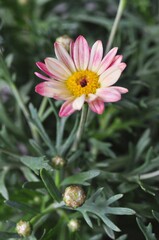 Macro Argyranthemum frutescens flowers blooming on a natural background. selective Focus