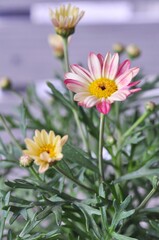 Macro Argyranthemum frutescens flowers blooming on a natural background. selective Focus