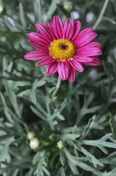 Macro Argyranthemum frutescens flowers blooming on a natural background. selective Focus