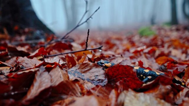 Fire salamander on forest floor with autumn leaves and misty woods search mood context