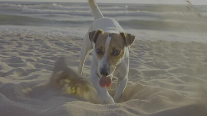 Dog digging on the beach