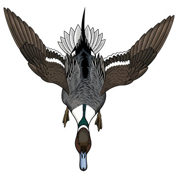 pintail duck hunting illustration logo vector image t shirt