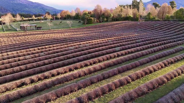 Drone flight over a Lavander Farm on New Zealands South Island during sunset.
