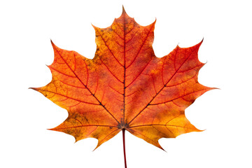Vibrant Orange-Red Autumn Maple Leaf Isolated on Black Background &ndash; High Resolution Fall Foliage Cutout
