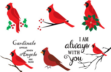 Vector Cardinal Bird