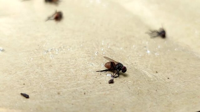 flies stuck in a special fly glue trap. pest control concept