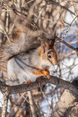 Fototapeta premium The squirrel sits on a branches without leaves in the winter or autumn