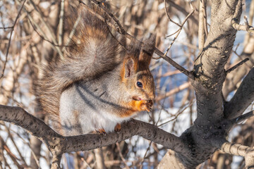 The squirrel with nut sits on tree in the winter or late autumn