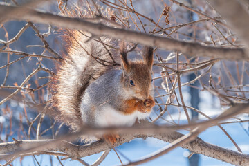 Fototapeta premium The squirrel with nut sits on tree in the winter or late autumn