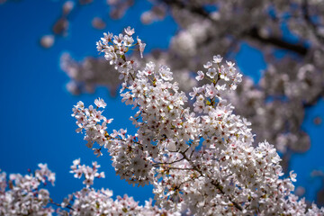 Spring cherry blossom with blue sky background. White cherry flowers on spring time. Close up photo of white blossoming cherry tree branch. White flowers of the cherry blossoms on a spring day.