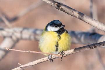 Cute bird Great tit, songbird sitting on a branch without leaves in the autumn or winter.