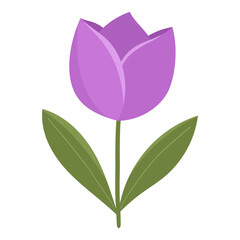Purple Tulip Illustration
