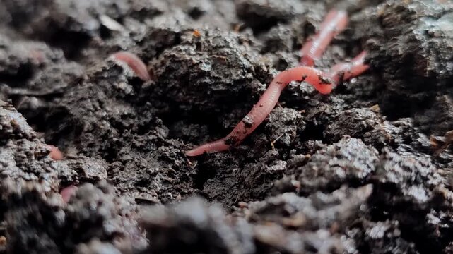 Red earthworms (Eisenia fetida or Red Wigglers) above ground. Red earthworms are the most effective at processing organic waste into compost