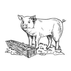 A pig standing in profile and eating hay outdoors. A black and white vector illustration drawn by hand. Perfect for dairy farms or agricultural projects. Also suitable for labels, packaging, banners.
