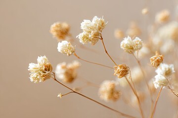 Close-up of delicate, dried, small, light-colored flowers with a soft, warm background