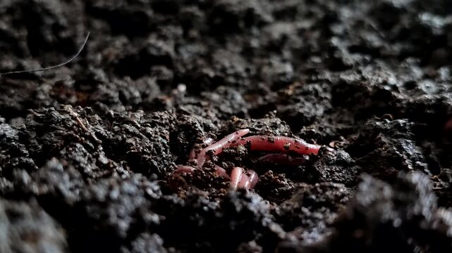 Red earthworms (Eisenia fetida or Red Wigglers) above ground. Red earthworms are the most effective at processing organic waste into compost