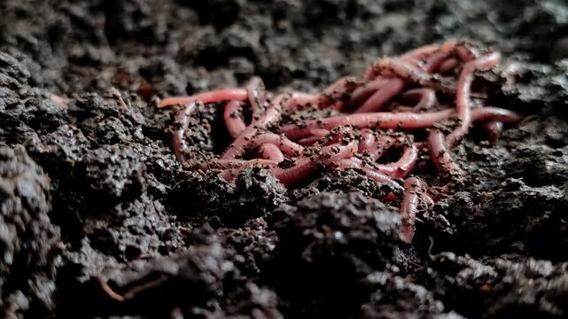 Red earthworms (Eisenia fetida or Red Wigglers) above ground. Red earthworms are the most effective at processing organic waste into compost