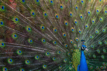 Naklejka premium Beautiful peacock. Colorful peacocks feathers. Exotic bird showing tail. Peacock with open plumage. Tropical bird. Peacock in nature. Close-up of peacock pattern. Bright exotic wildlife background.
