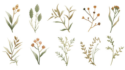 Fototapeta premium Minimal Botanical Watercolor Elements Set