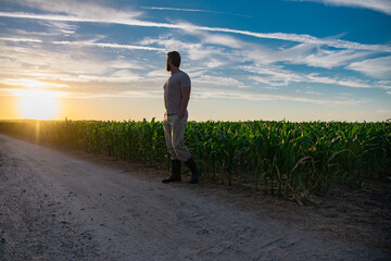 A farmer inspects the cornfield on sunrise. The male farmer works outdoors in the field. Agricultural worker farmer harvesting corn. A man examines the maize crop. The farmer cultivates corn on farm.