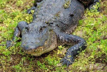 Obraz premium An American Alligator at Brazos Bend State Park in Texas