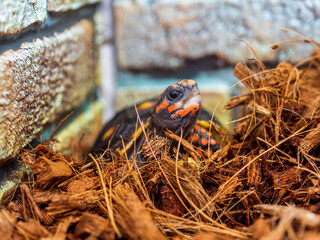 アカアシガメのアップ