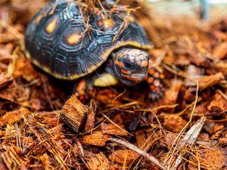 アカアシガメのアップ