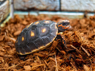 アカアシガメのアップ