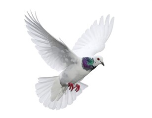 Obraz premium A pristine white bird, wings outstretched, soars gracefully against a pure white backdrop