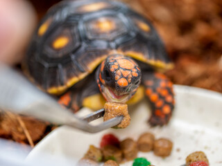 アカアシガメのアップ