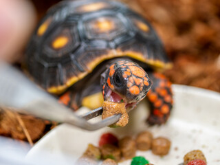 アカアシガメのアップ