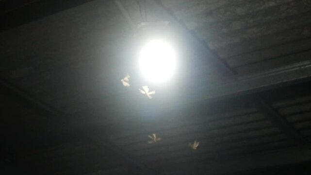 termites (Isoptera) that seek light at night