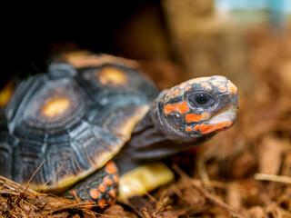 アカアシガメのアップ