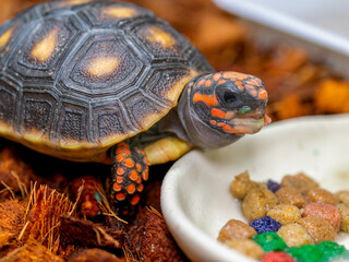 アカアシガメのアップ