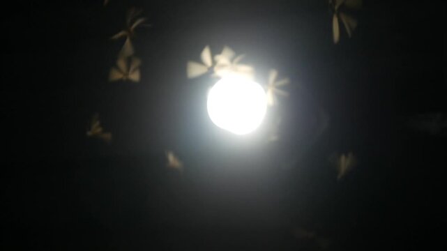 termites (Isoptera) that seek light at night